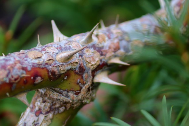 rosenzweig-4857148_1920